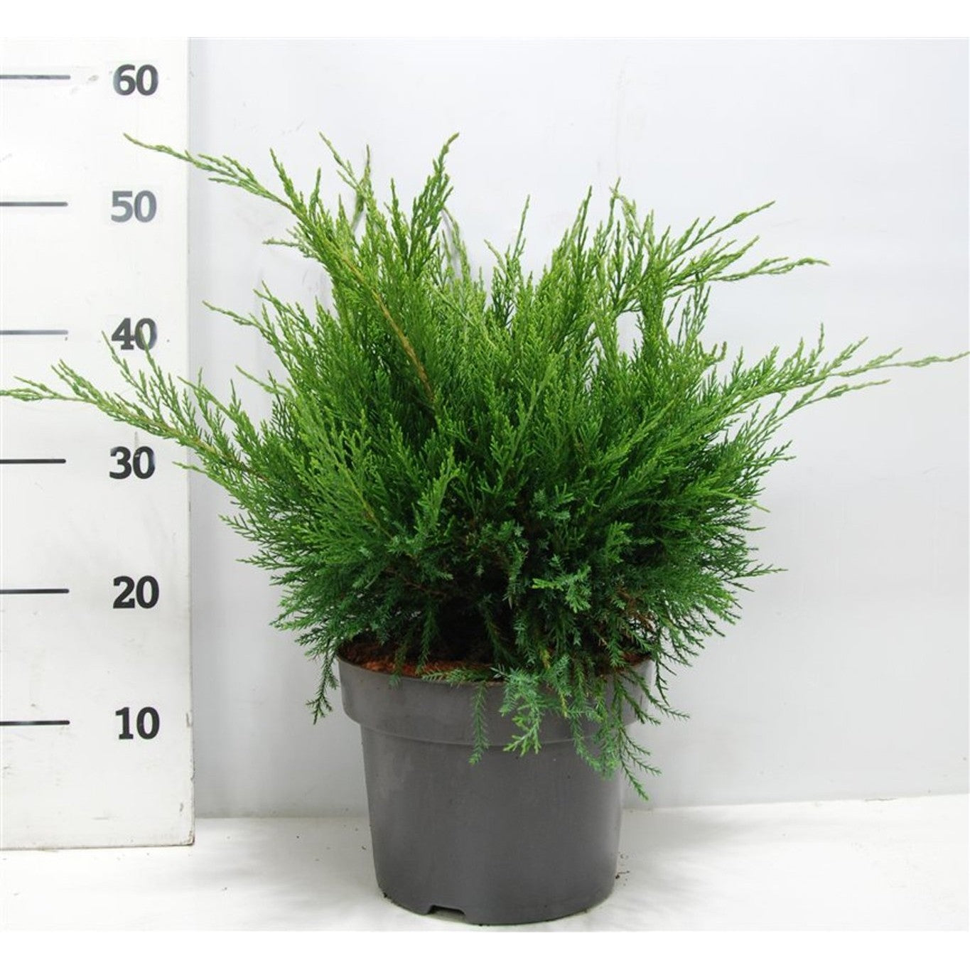 Pfitzer-en – Juniperus pfitzeriana 'Mint Julep' - C5 30-40 cm.